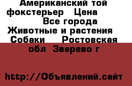 Американский той фокстерьер › Цена ­ 25 000 - Все города Животные и растения » Собаки   . Ростовская обл.,Зверево г.